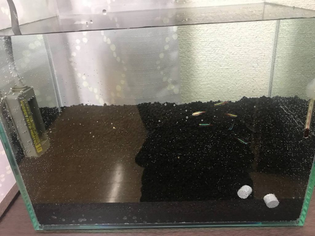 水槽に傾斜を作る方法 100均の人工芝マットで熱帯魚水槽に奥行きを演出する ノーマライズライフ 水槽に傾斜を作る方法 100均の人工芝マットで熱帯魚水槽に奥行きを演出する ノーマライズライフ