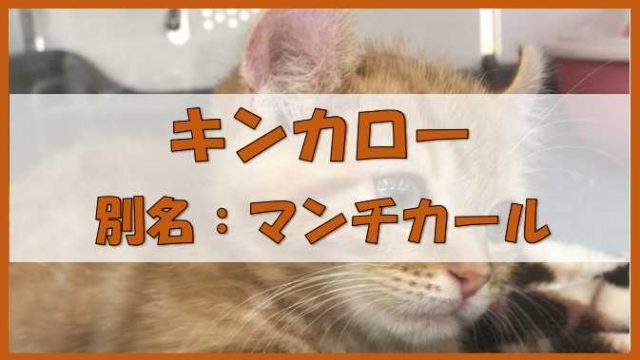 人懐っこい猫のキンカロー マンチカール マンチカンとアメリカンカールのミックス新種 ノーマライズライフ