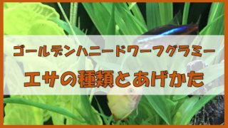 ゴールデンハニードワーフグラミーとエビ シュリンプ の混泳 特に問題なし ノーマライズライフ