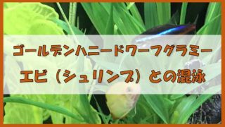 ゴールデンハニードワーフグラミーが餌を食べない エサを吐き出す時は顆粒を ノーマライズライフ