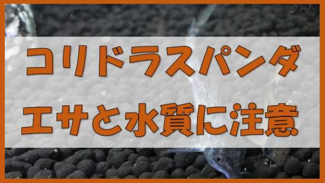 小型低層魚のコリドラスパンダ 人気の種類だけどエサと水質には注意しよう ノーマライズライフ