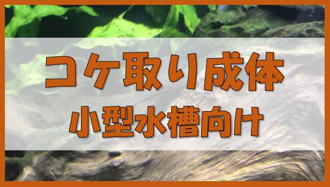 高い素材】 熱帯魚 ファイアー 九州 １２匹 ３匹 オトシンクルス 北海道 沖縄航空便要保温